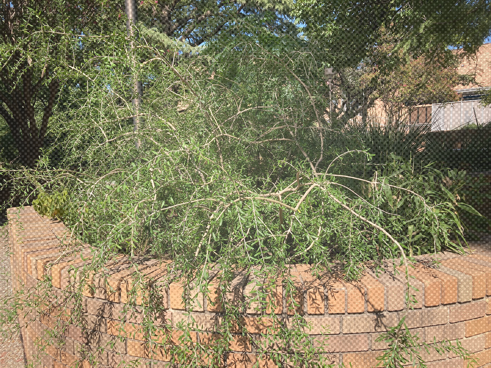 A picture of an elbow plant